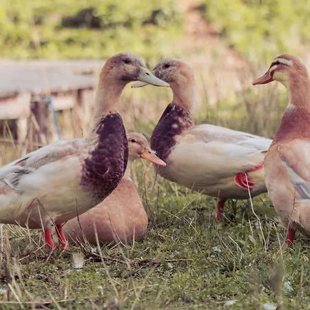 Brahmahof Apartment Diex