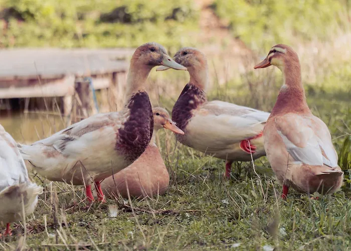 Brahmahof Apartment Diex